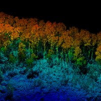 Trees